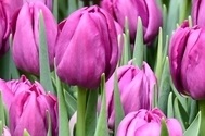 Tulp Purple Sky